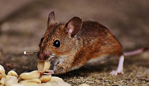 24 Hour & Emergency Exterminators in Winnemucca Colony, NV